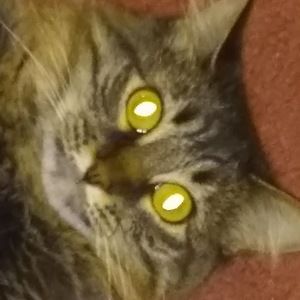 Meet your Posher, Kat